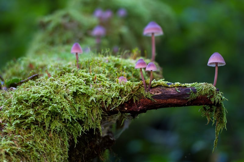 Enchanted Forest